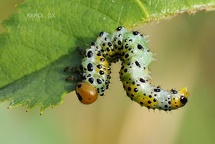 Arge ochropus larvae (7)
